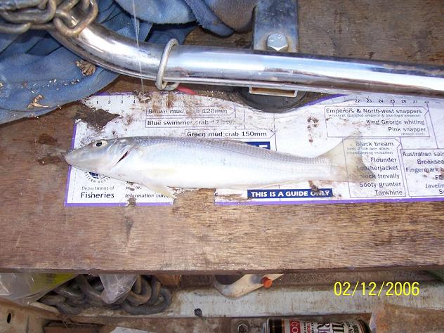24 cm whiting